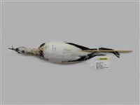 藏品(水雉)的圖片